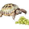turtle and grapes on white background