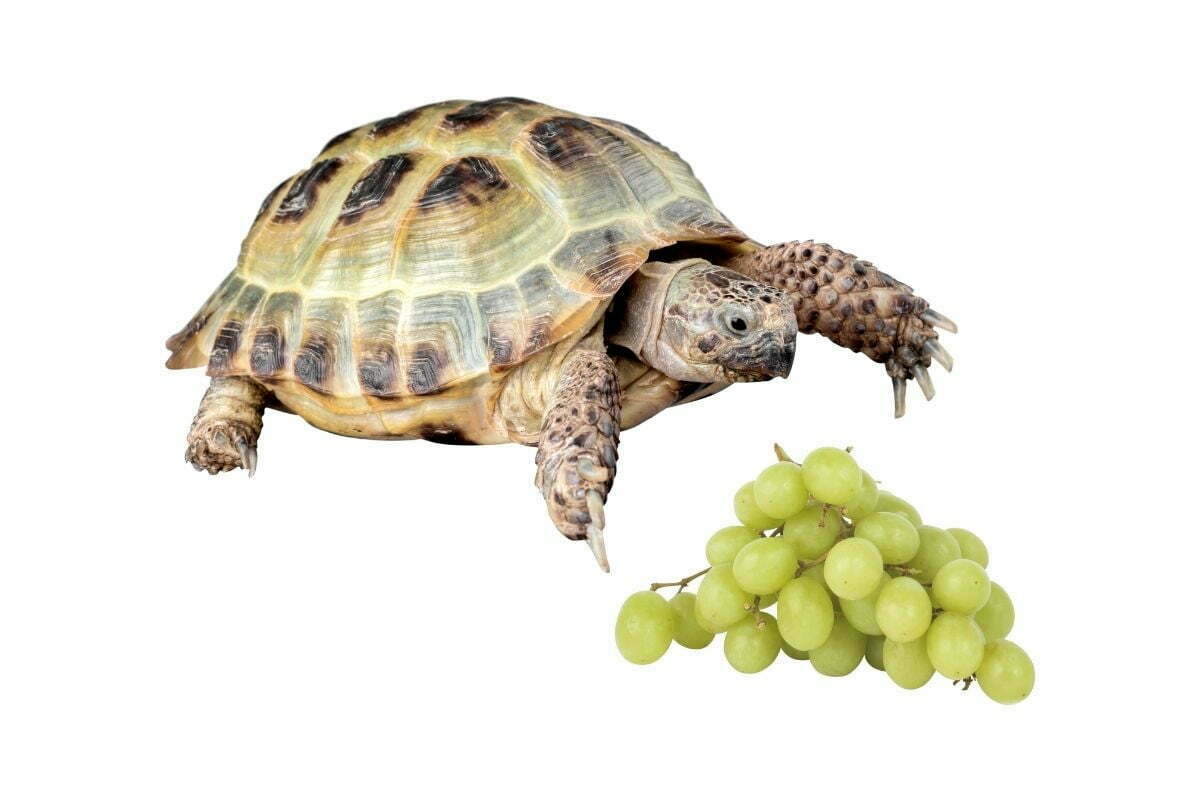 Turtle and grapes on white background