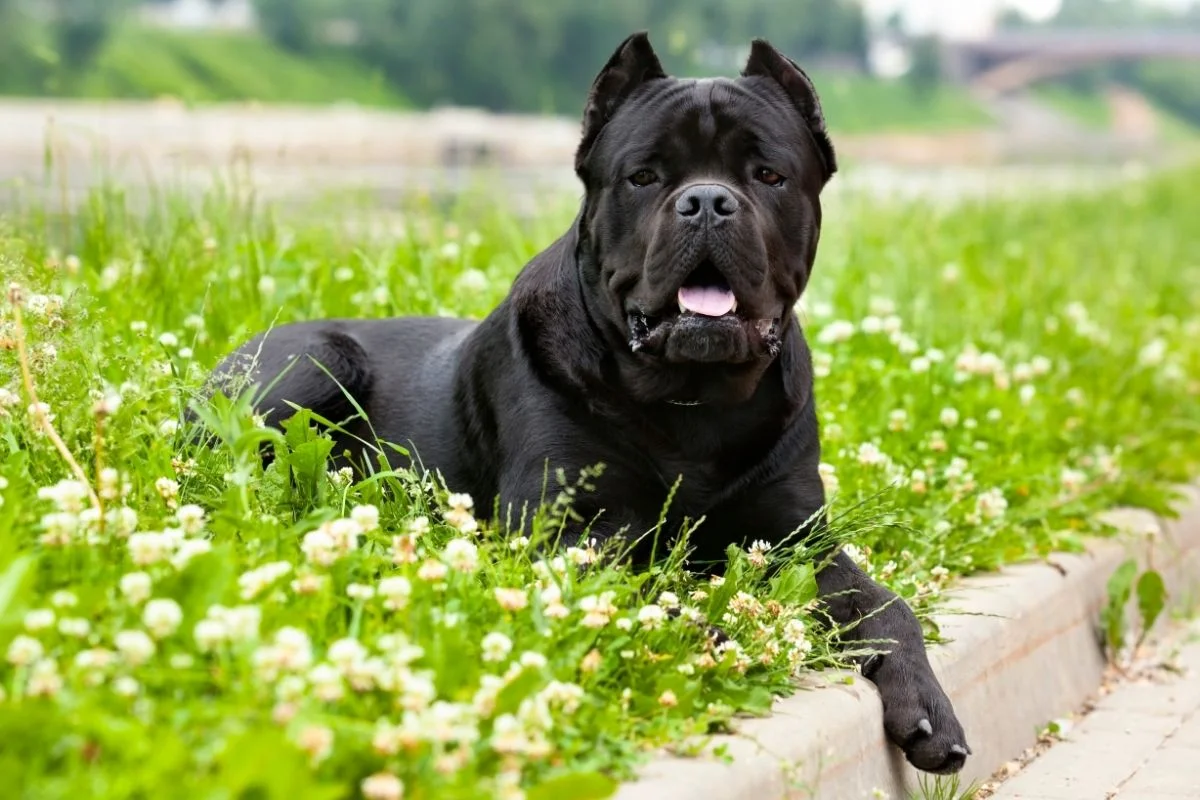 Cane corso sitting