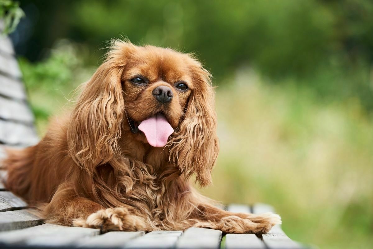 Cavalier king charles spaniel sitting on a bench