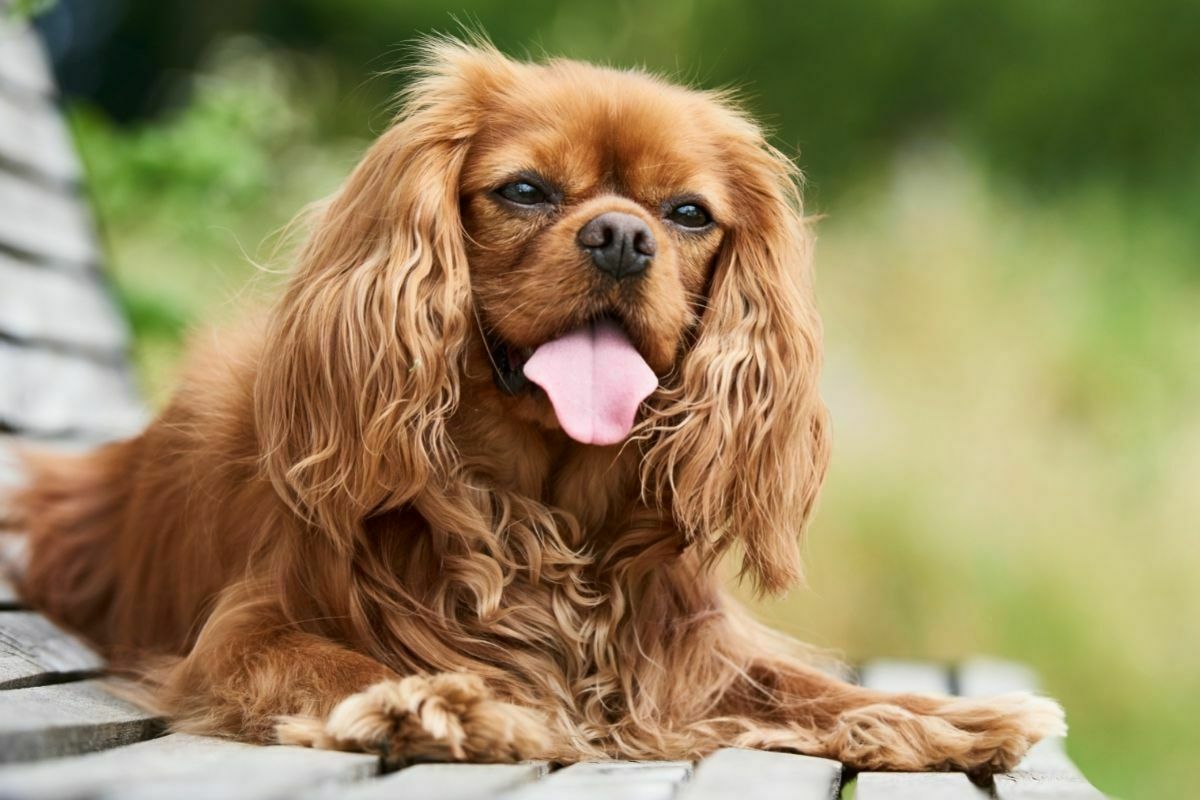 Cavalier king charles spaniel