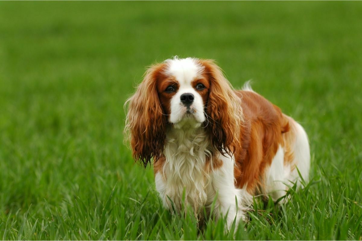 Cavalier king charles spaniel