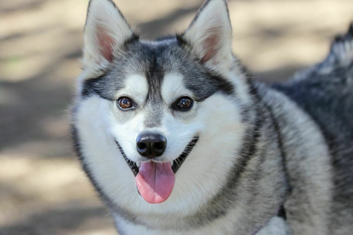 Grey alaskan klee kai with tongue out