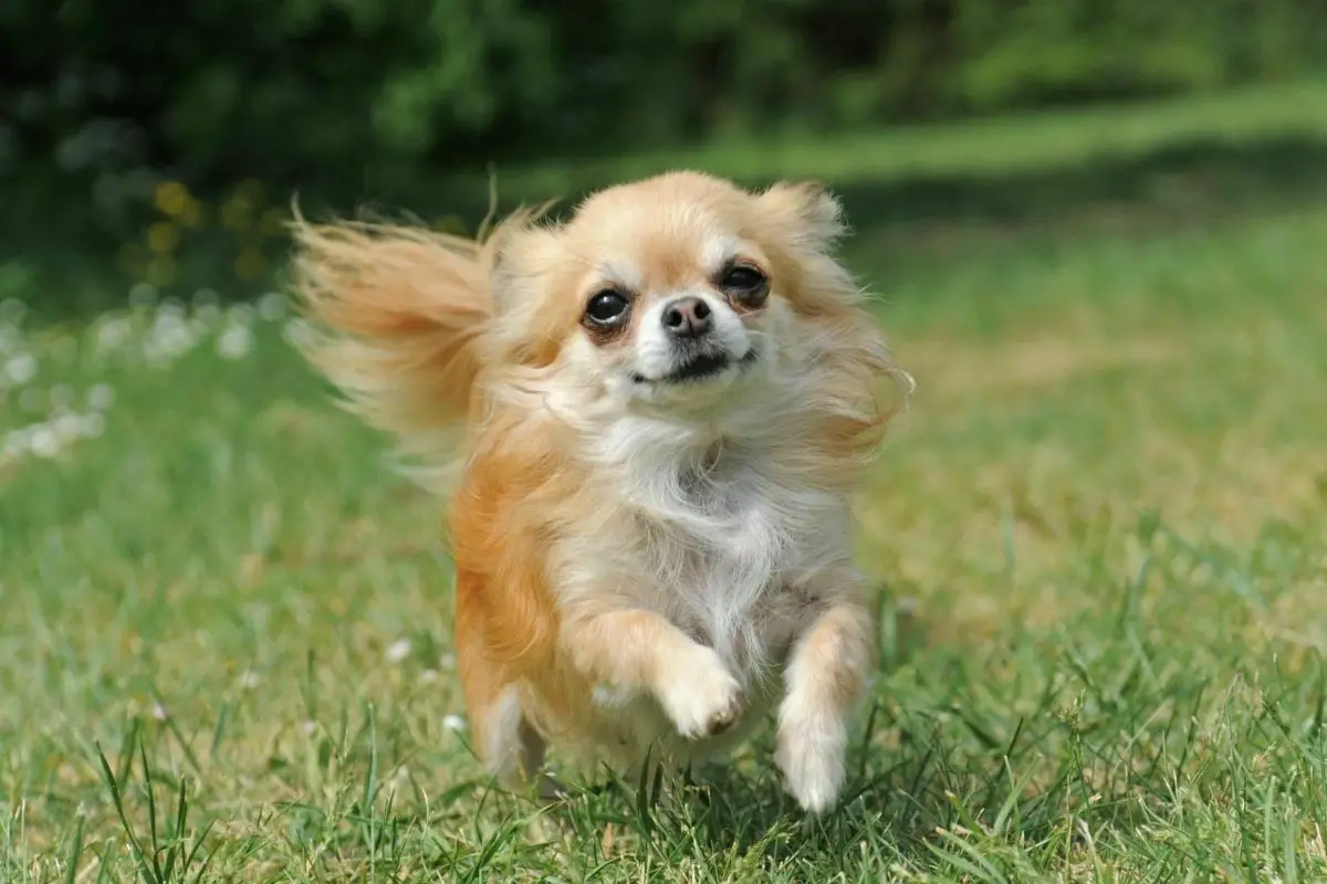 Adorable Running Chihuahua