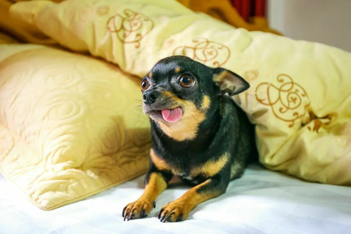 Chihuahua on bed