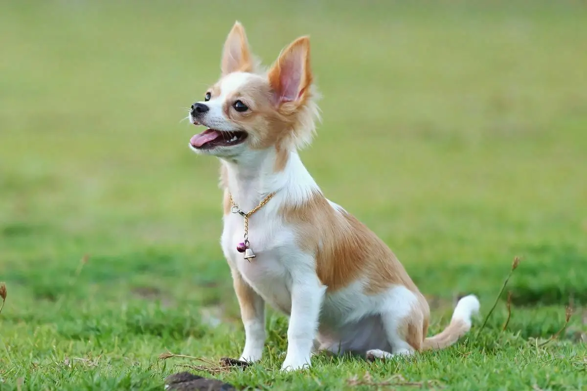 Chihuahua (2)