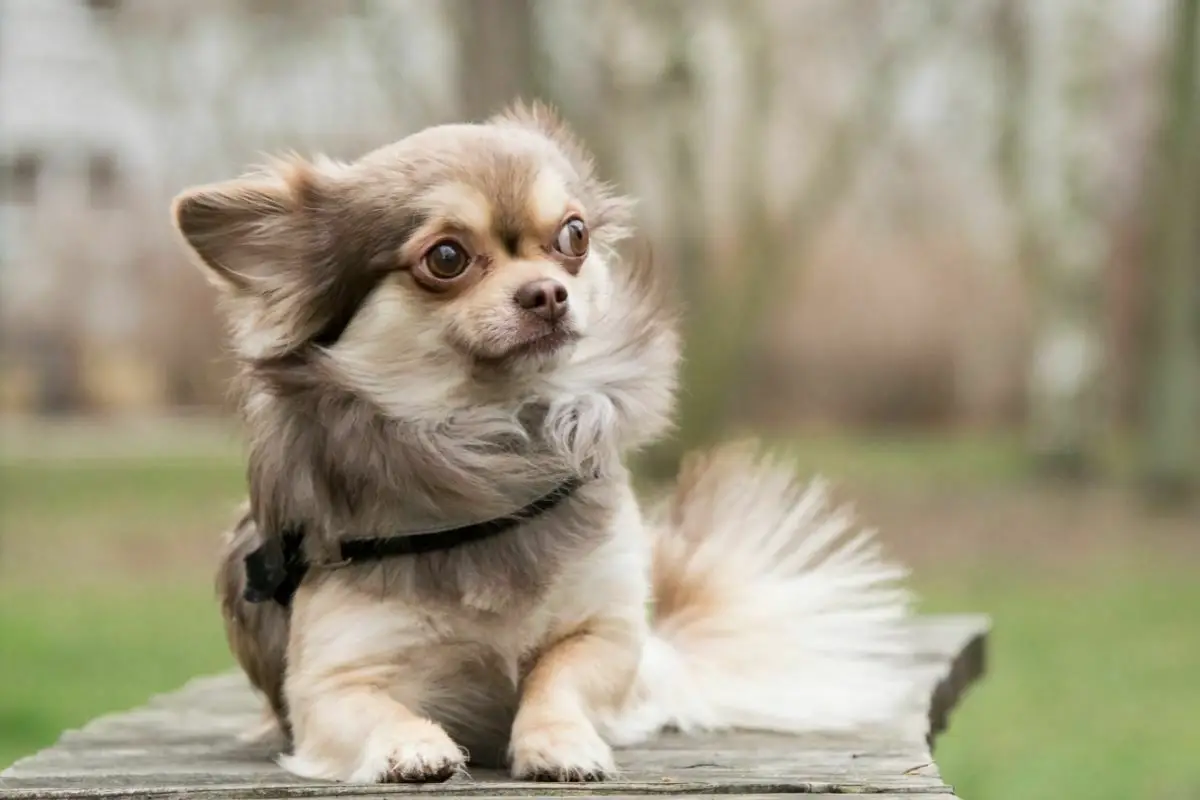 Chihuahua (3)