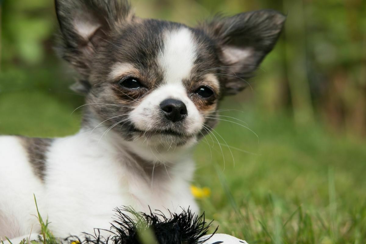 Chihuahua on the grass