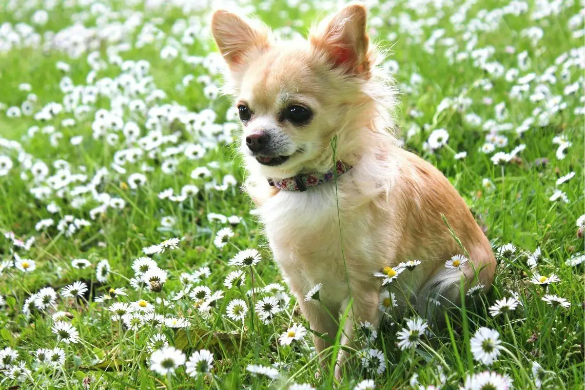 Chihuahua siting