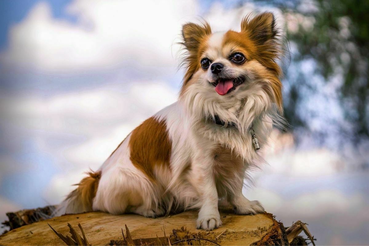 Chihuahua dog posing on a log