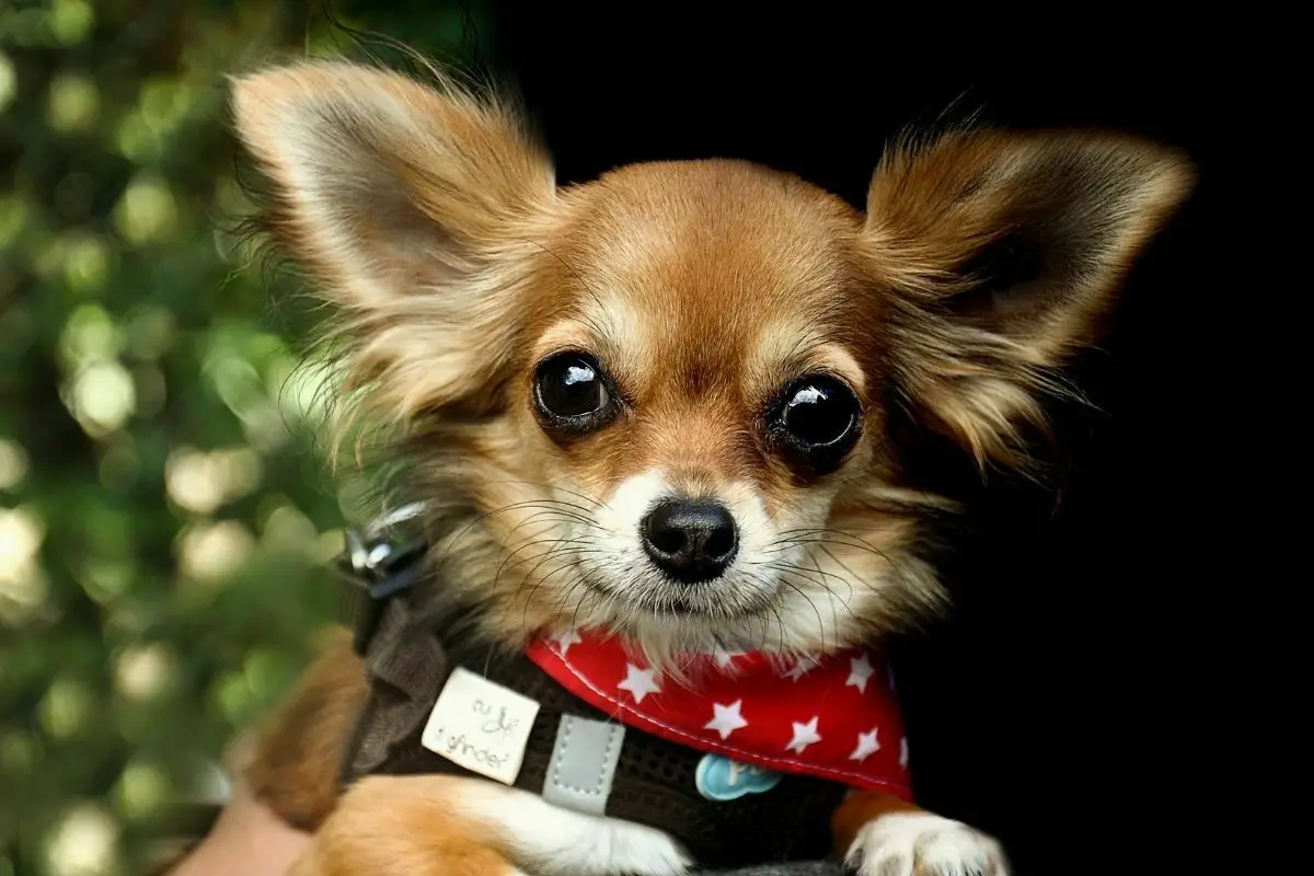 A Portrait of Chihuahua 