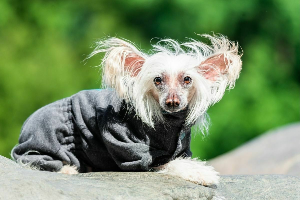 A portrait of chinese crested in a summer