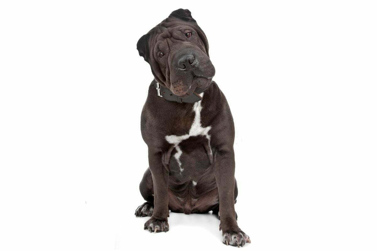 Sitting black chinese shar-pei on white background