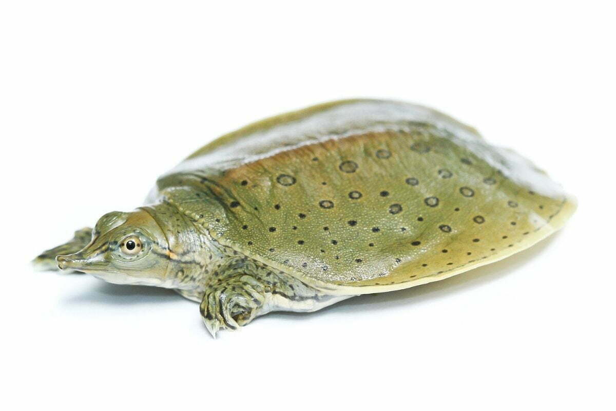 Chinese softshell turtle on white background