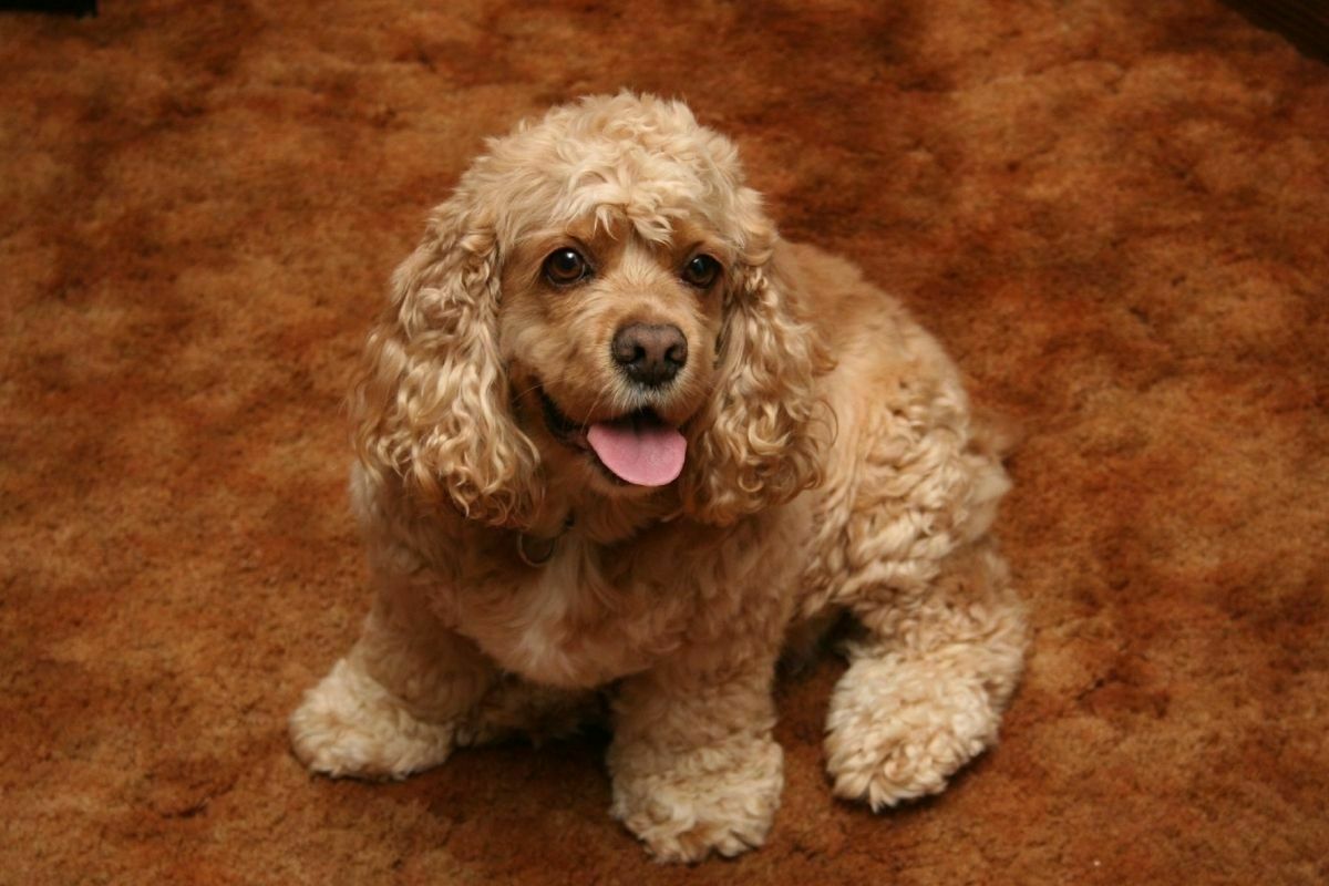 A portrait of adorable cocker spaniel