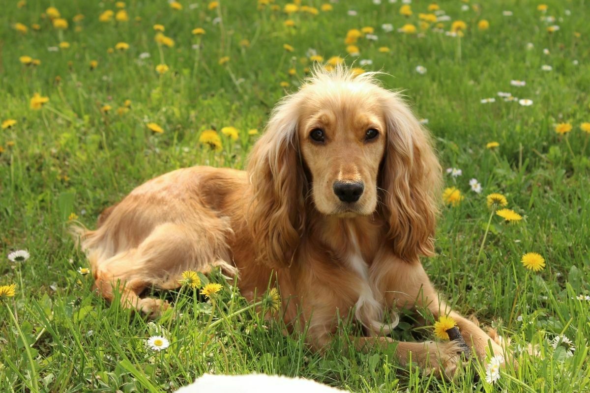 Cocker spaniel laying down