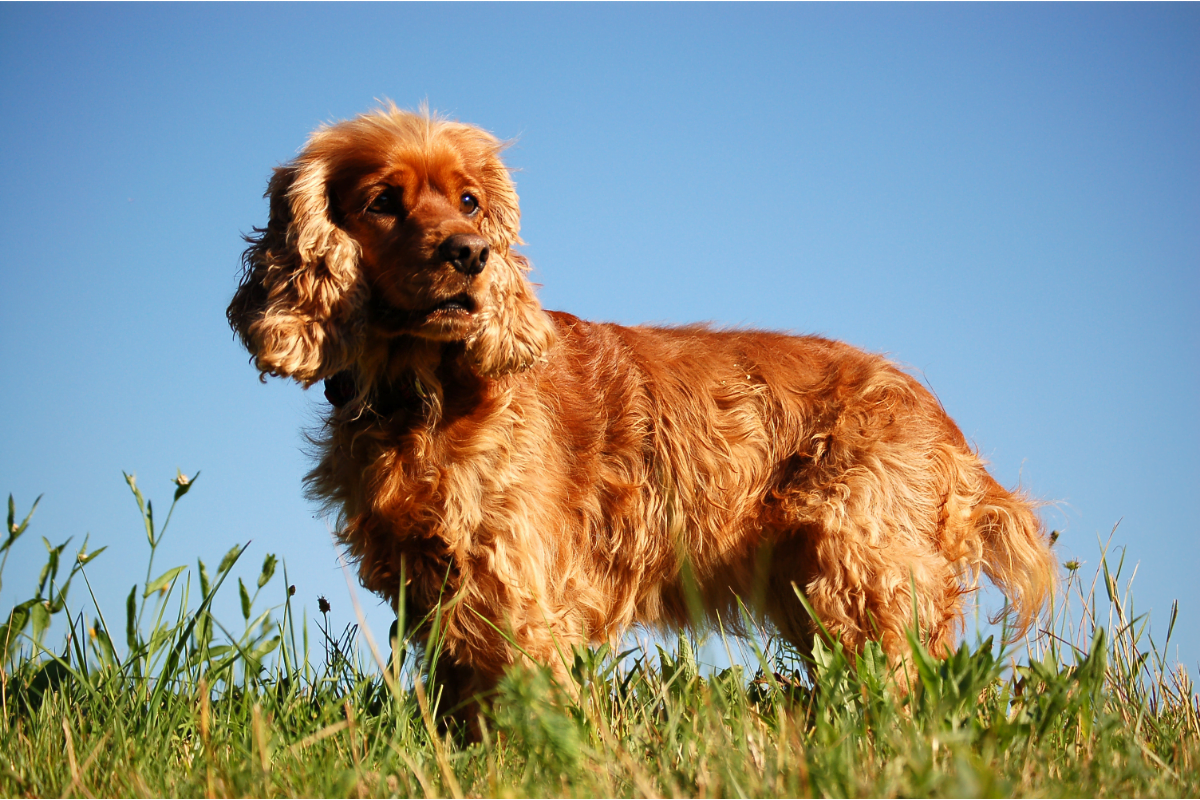 Cocker spaniel