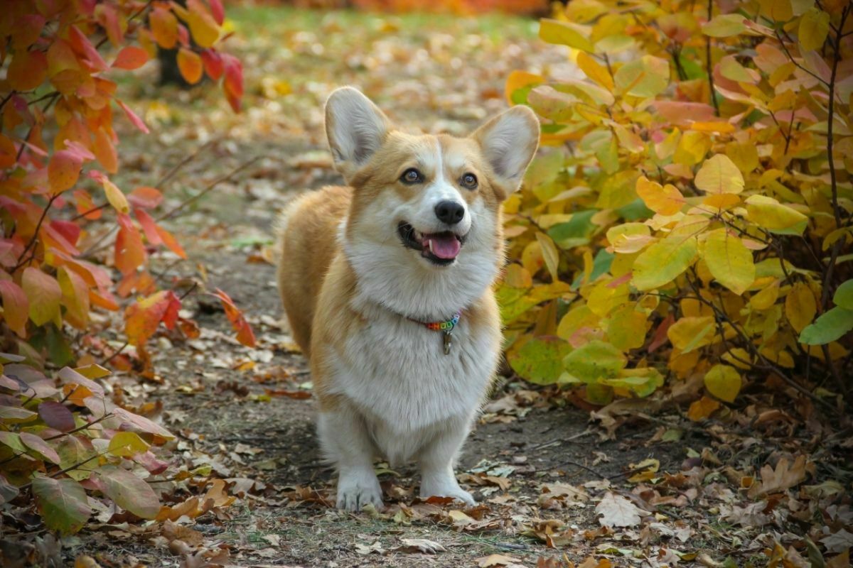 Corgi staring on prey