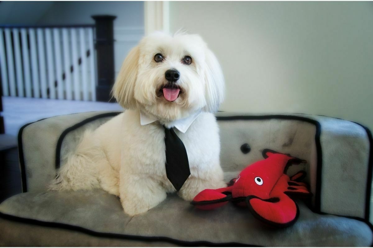 Coton de tulear in a suit