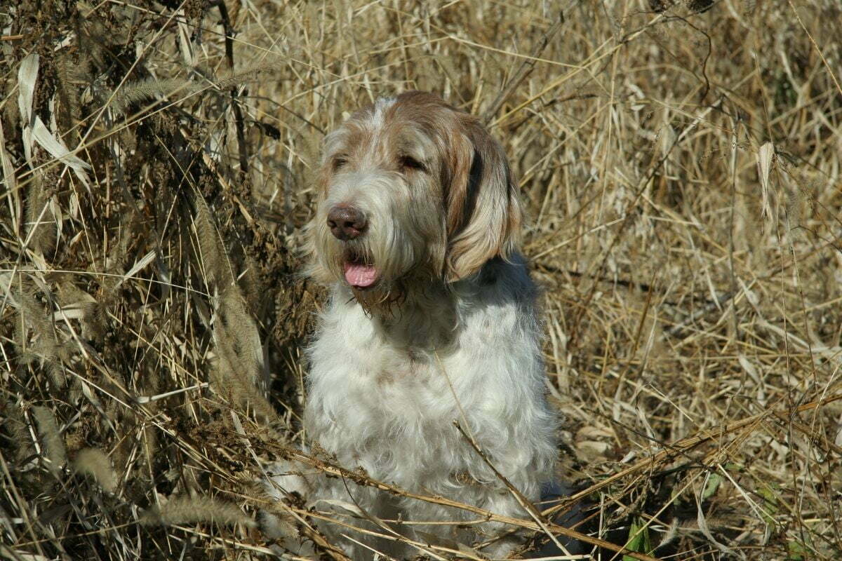 Spinone italiano on a grass