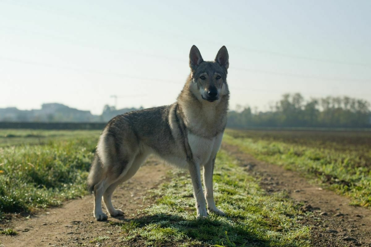 Czechoslovakian vlcak dog alert