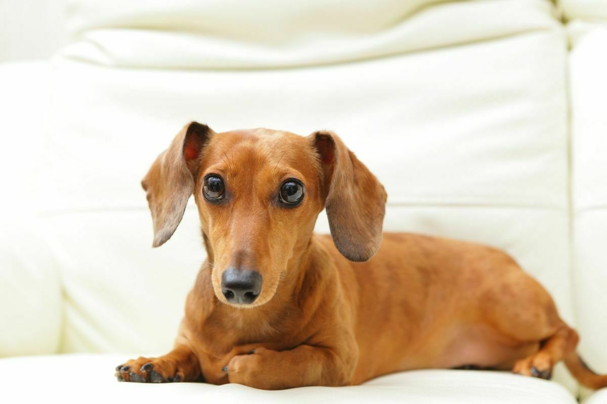 Dachshund (3)