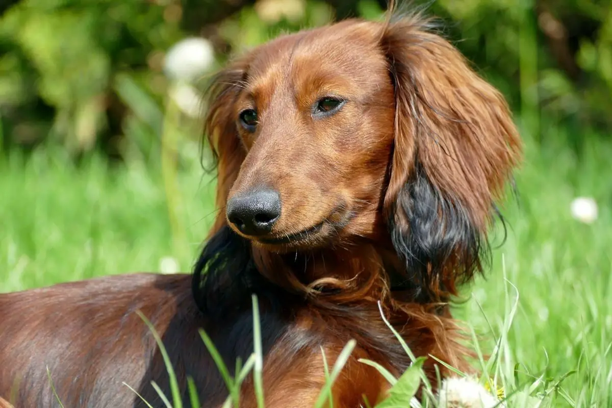 A portrait of dachshund