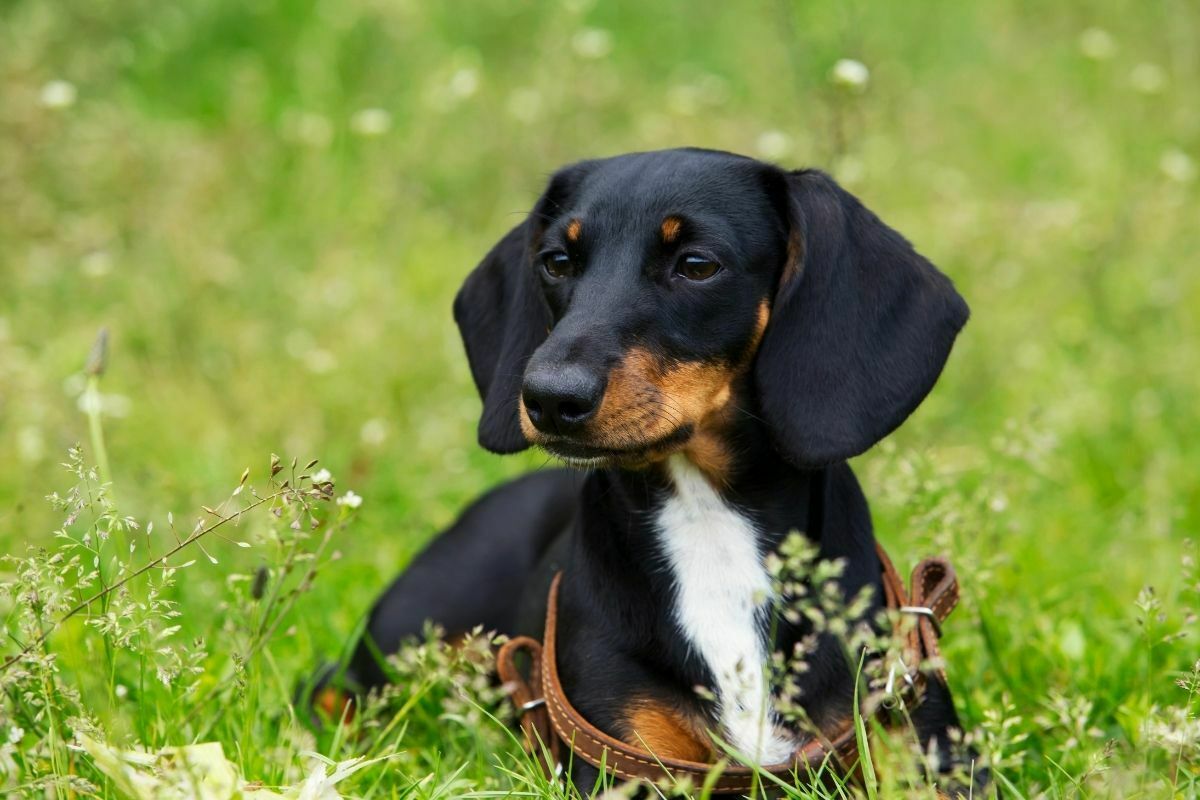 The dog breed dachshund is lying on green grass