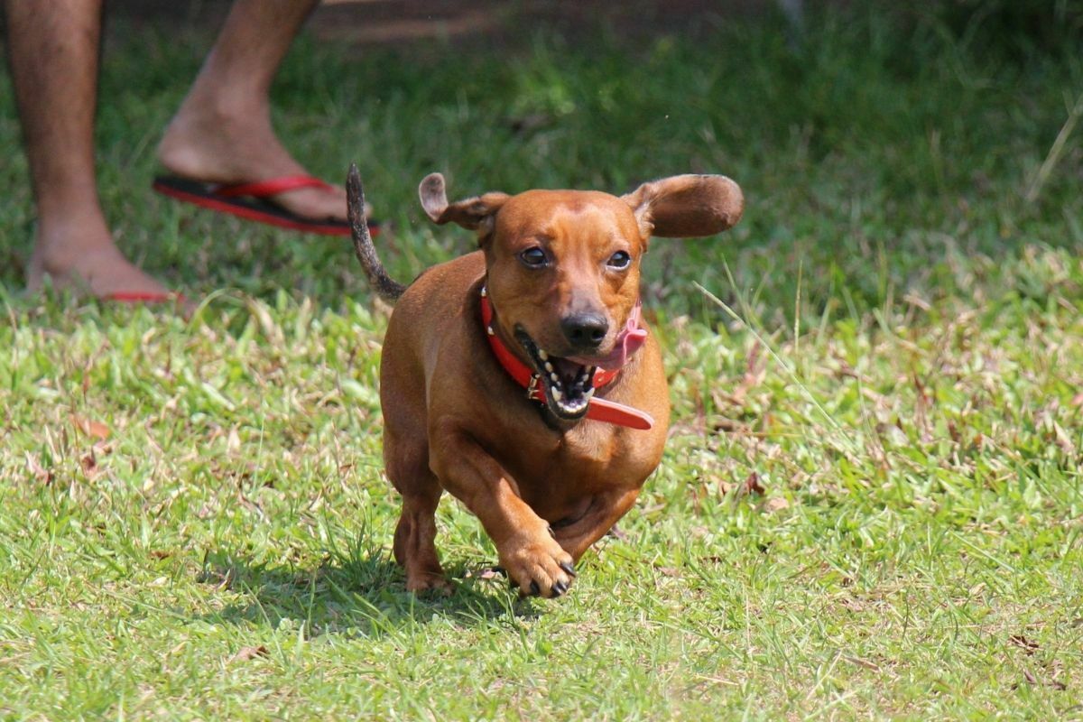 Dachshund