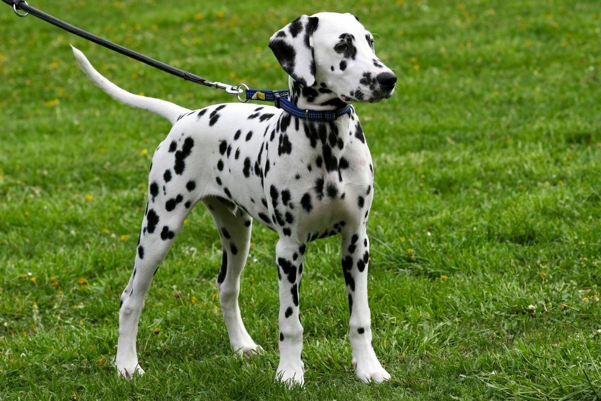 Dalmatian (2)