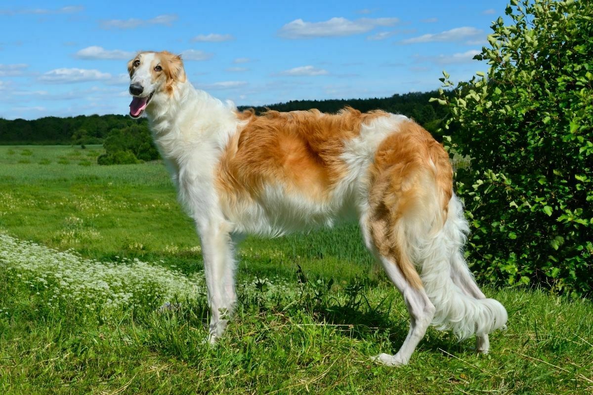 Borzoi standing tall on grass