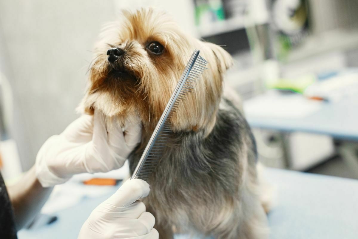 Grooming yorkshire terrier