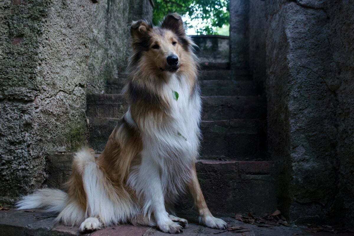 Rough collie waiting on the stairs