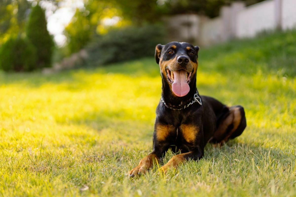 Doberman pinscher sitting on the grass