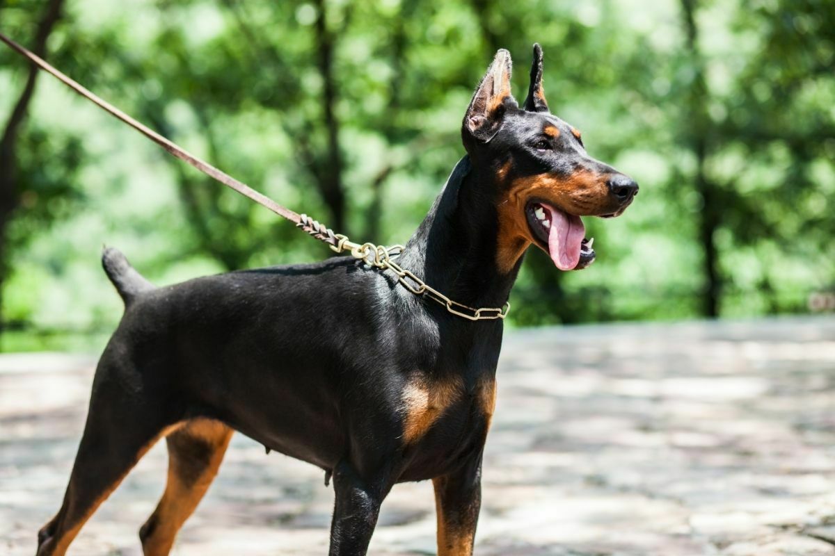 Doberman pinscher dog