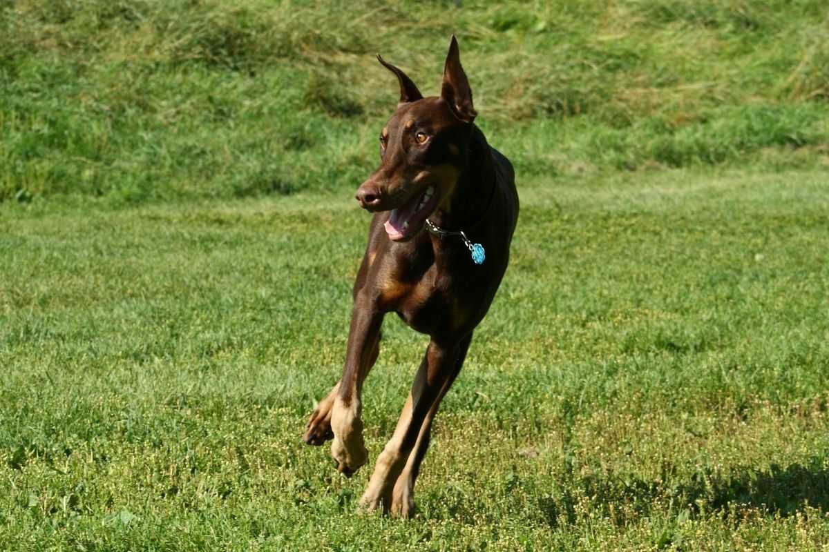 Doberman pinscher running in the grass