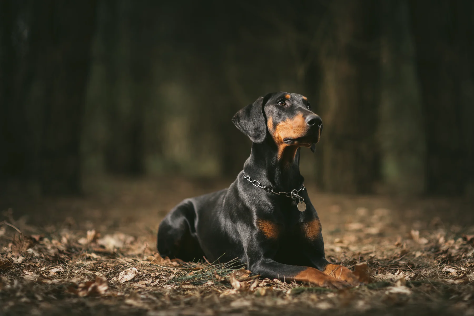 Doberman pinscher sitting