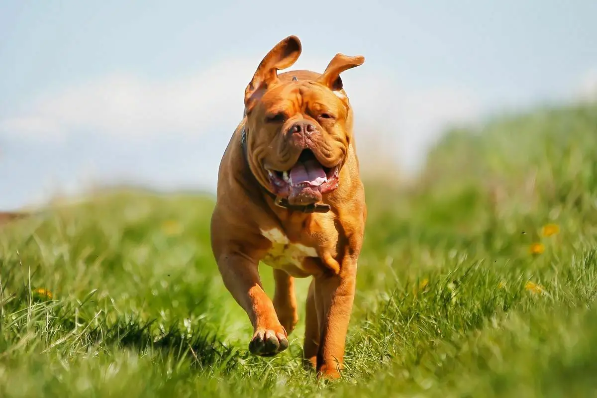 Dogue De Bordeaux running in the grass field