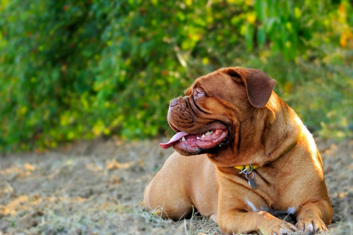 Dogue de bordeaux sitting