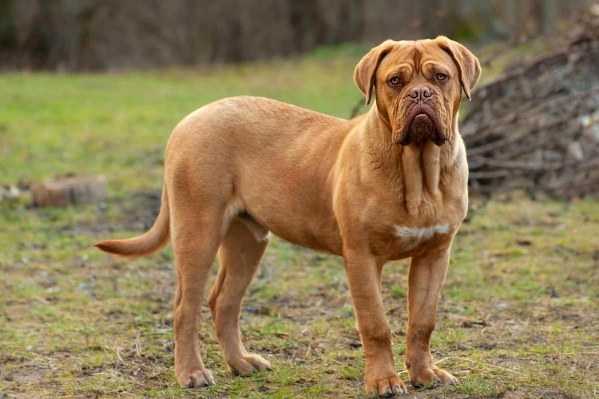 Dogue de bordeaux standing in a park