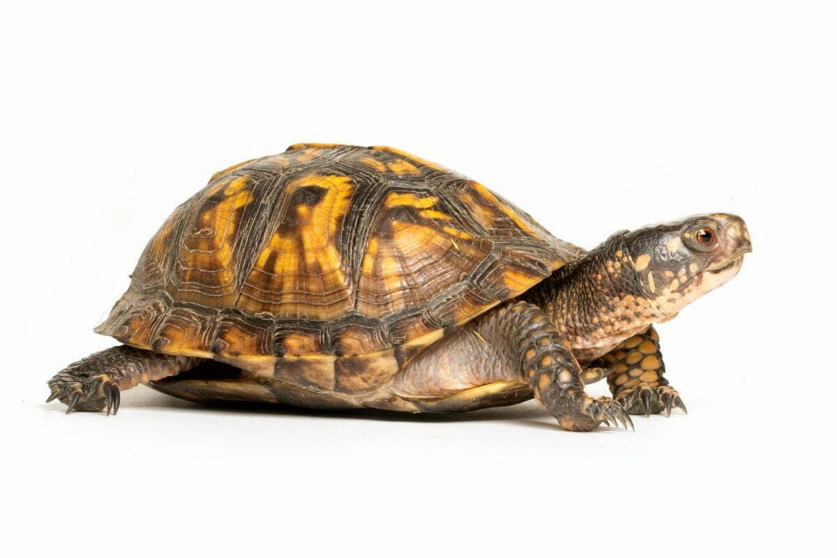 Eastern box turtle on white background