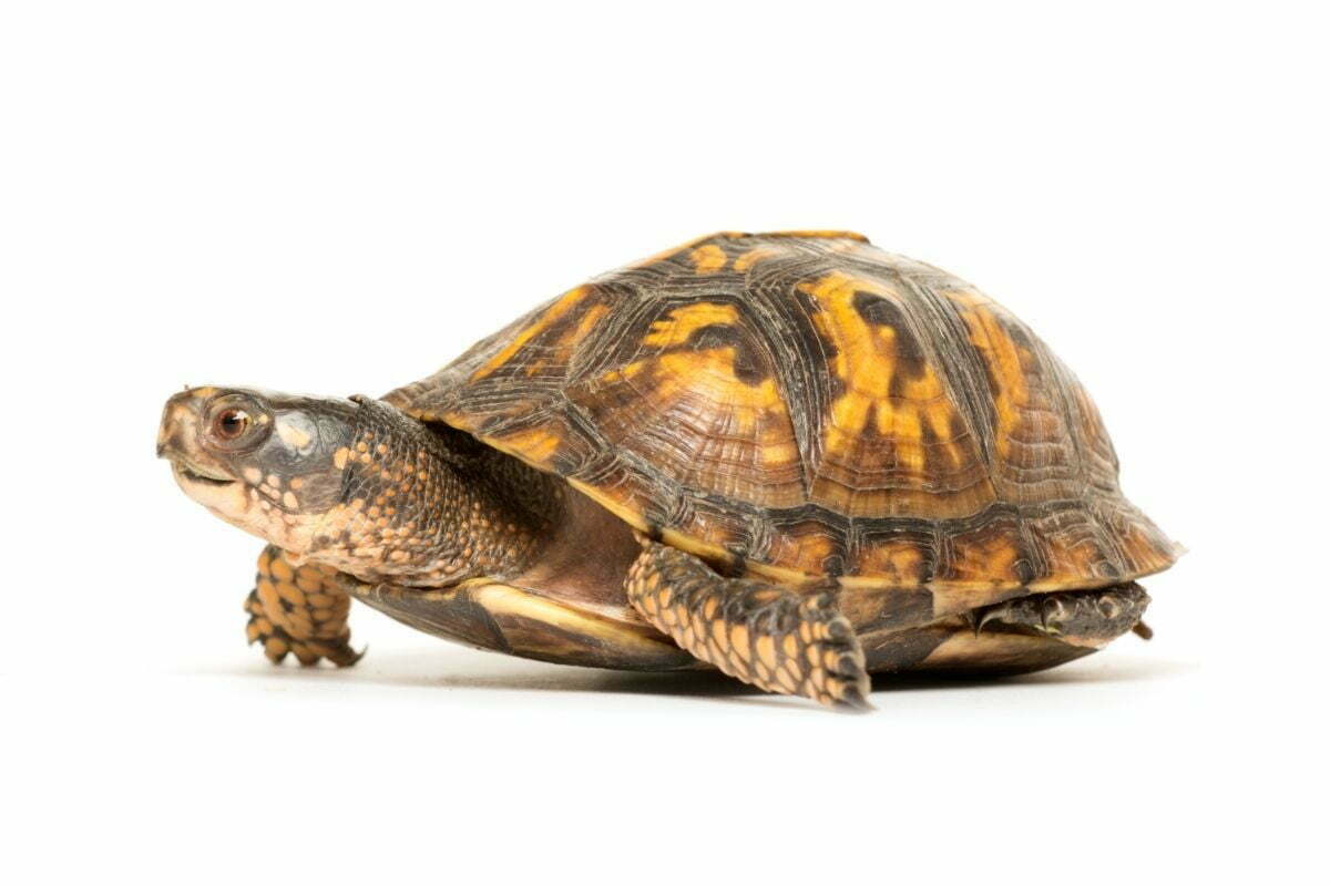 Eastern box turtles on white background