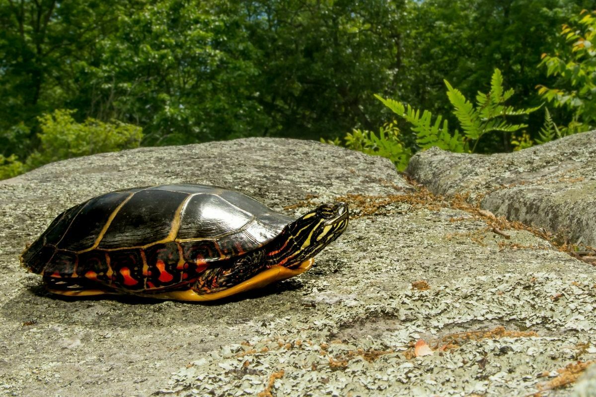 Baby eastern painted turtle on a rock