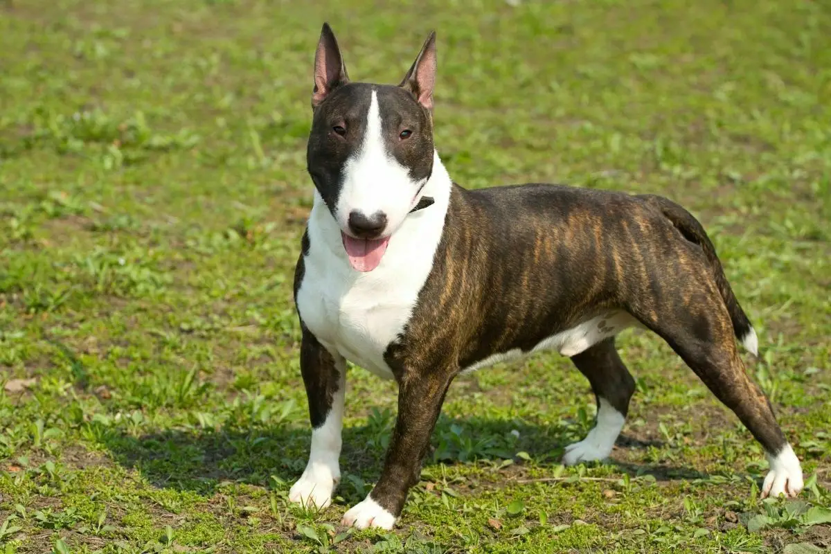 English bull terrier on the grass