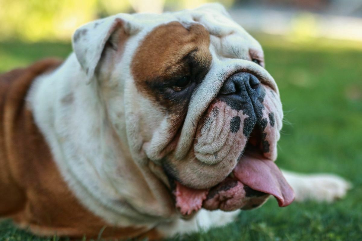 English bulldog lying in the green grass