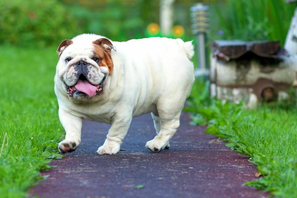 English bulldog (2)