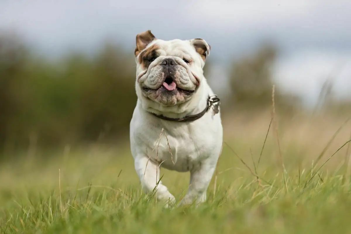 happy English Bulldog