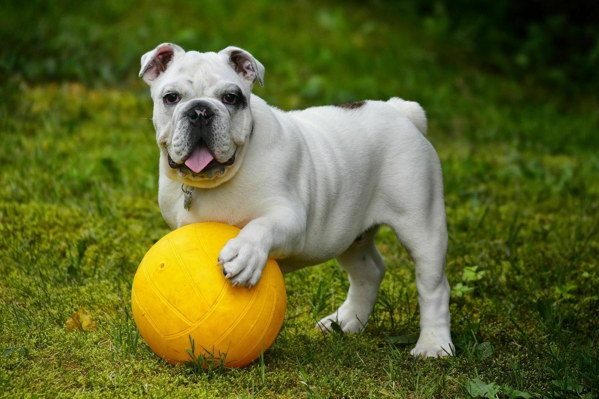 English bulldog