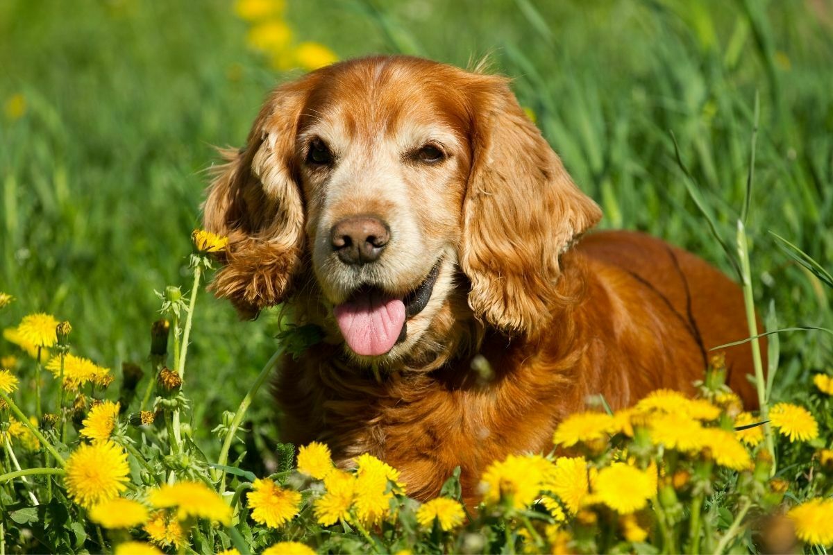 English cocker spaniel