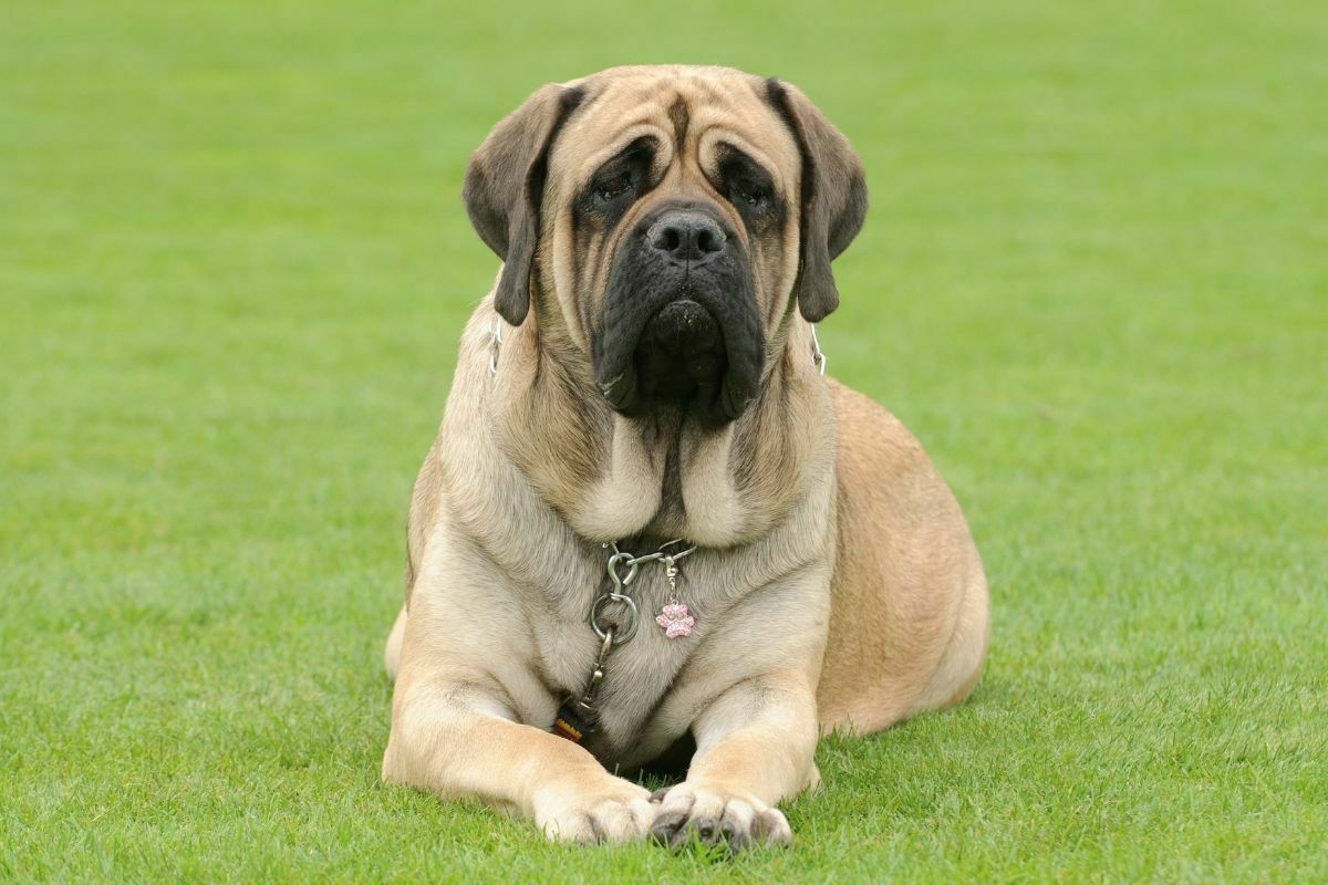 English mastiff